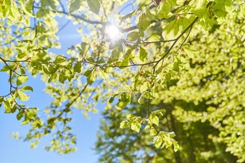 Sun shining through the leaves of a tree Stock Photos