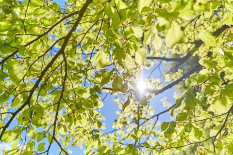 Sun shining through the leaves of a tree Foto stock