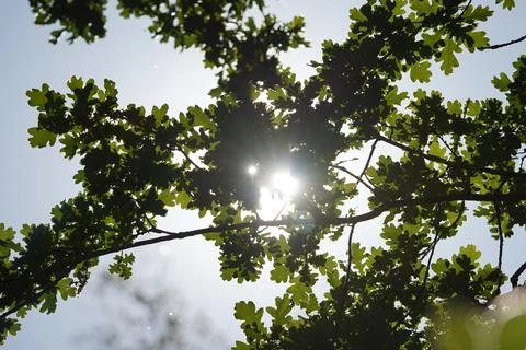 The sun is shining through the leaves of a tree, creating a beautiful Stock Photos