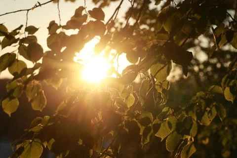 The sun is shining through the leaves of a tree, creating a warm Stock Photos