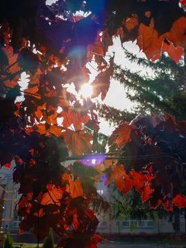 The sun is shining through the leaves of a tree Stock Photos