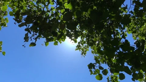 Sun shining through lime tree - view from below Video stock 78719621