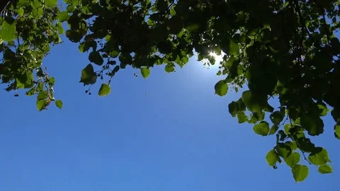 Sun shining through lime tree - view from below Video stock 78719662