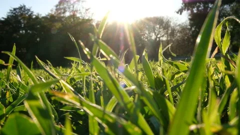 Sun shining through lush green grass - low angle Stock Footage 131019807