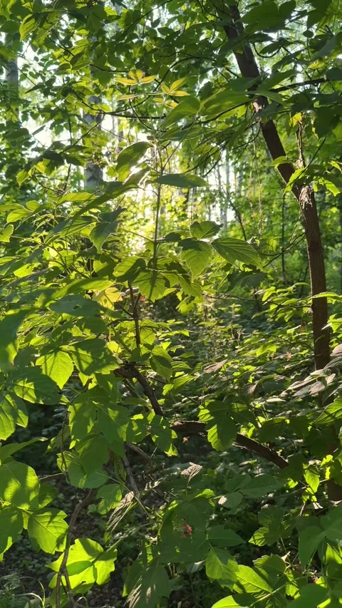 Sun shining through lush green foliage in light forest Video stock 311046004
