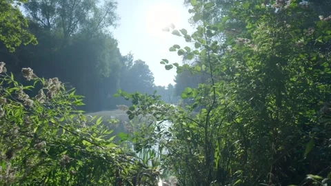 Sun shining through lush green foliage over a misty river Stock Footage 320812557