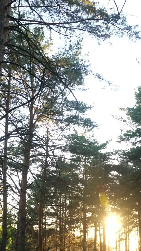 Sun shining through majestic pine trees with beautiful golden rays in a dense Stock Footage 343910418