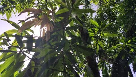 Sun shining through mango trees canopy in dominican republic Stock Footage 295192966