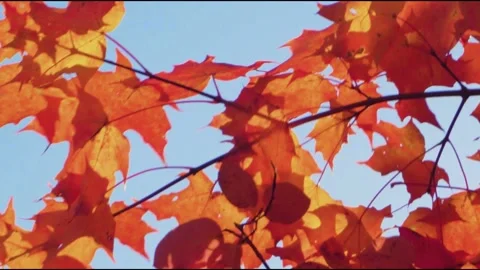 Sun shining through the maple foliage Stock Footage 141742305
