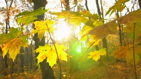 Sun shining through the maple leaves in the forest pole. Dolly camera movement. Vidéo 81616738