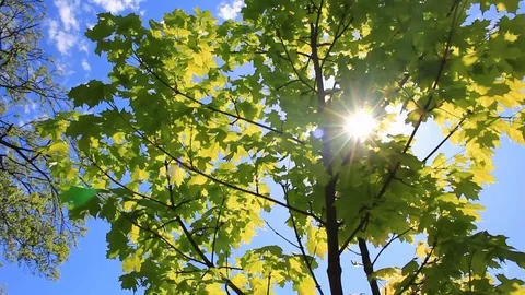 Sun shining through maple leaves Stock Footage 89666934