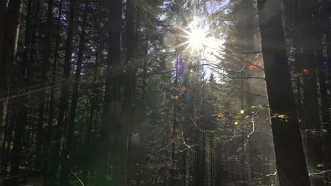 Sun Shining through Misty autumn Forest, Cinematic Nature Background Stock Footage 322803072