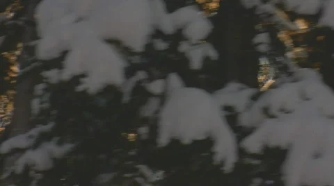 Sun shining through moving trees HD Stockbeeldmateriaal 90609