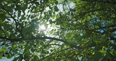 Sun shining through mulberry branches Stock Footage 218866133