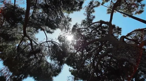 Sun shining through needles and leaves of trees. 3 shots in a sequence, close-up Stock Footage 46239835