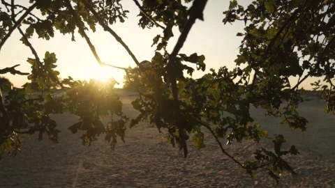 Sun shining through oak tree branches at sunset Stock Footage 292924252