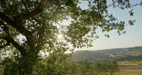 Sun shining through oak tree branches over the Tuscan countryside, Italy Stockbeeldmateriaal 340590226