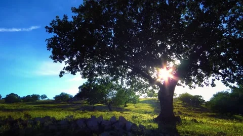 Sun Shining Through Oak Tree in Meadow Stock Footage 346038223