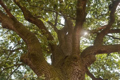 Sun shining through the oak tree crown Foto stock