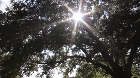 Sun Shining Through Oak Trees Stock Footage 43837791