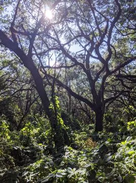 Sun shining through oak trees Stock Photos