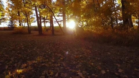 Sun Shining Through October Trees Video stock 270440677