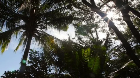 Sun Shining Through Palm Branches Stock Footage 93782820
