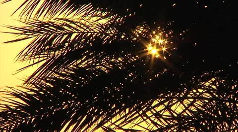 Sun shining through palm Stock Footage 58526789