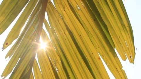 Sun shining through palm leaf Vídeo Stock 42855869