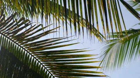Sun is shining through palm leaf. sunny day in tropical. Stock Footage 92152978