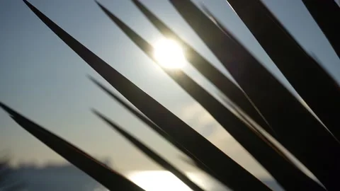 Sun is shining through palm leaf. sunny day. coconut palm trees on sea beach Stock Footage 238532180