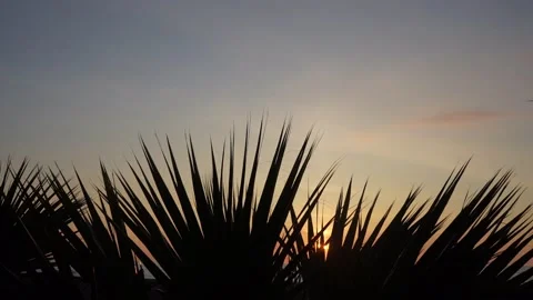 Sun is shining through palm leaf. sunny day in tropical. Stock Footage 239062565
