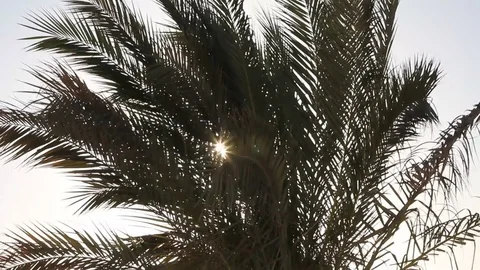 Sun shining through palm leaves Stock Footage 78124480