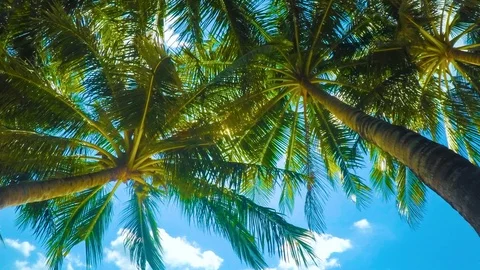 Sun shining through palm leaves The sun's rays make their way through the leaves Stock Footage 110893044