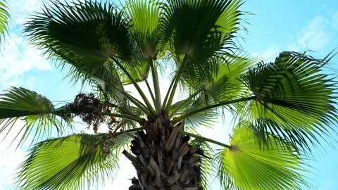 Sun shining through the palm leaves. Tropical summer landscape Stock-Footage 119015098