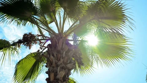 Sun shining through the palm leaves. Tropical summer landscape Stock-Footage 119016780
