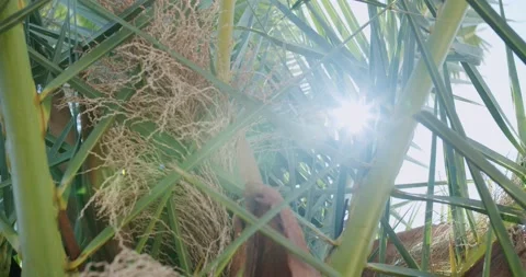 Sun shining through palm leaves. Awesome sun flares through fronds. Video stock 162510374
