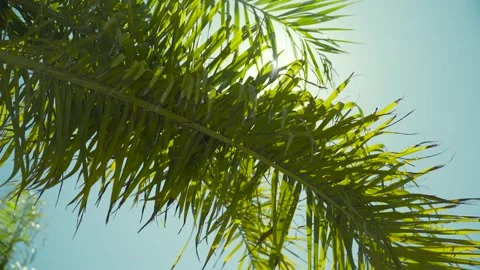 Sun shining through palm leaves Stock Footage 260937082