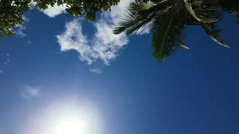 Sun shining through palm leaves against a clear blue sky. Seychelles, Praslin. Vidéo 311039713