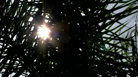 Sun shining through palm tree Stock Footage 34513034