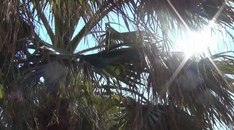 The sun is shining through the palm tree leaves Stock Footage 46610692