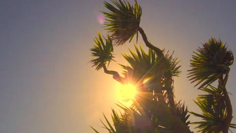 Sun shining through palm tree branches at sunset, slow motion Video stock 132218178