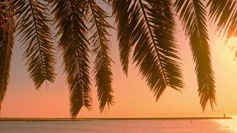 Sun shining through palm tree. Tropical beach background. Stock Footage 133160151