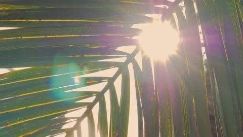 Sun shining through palm tree, female hand touching palm leaves Stock Footage 133160592
