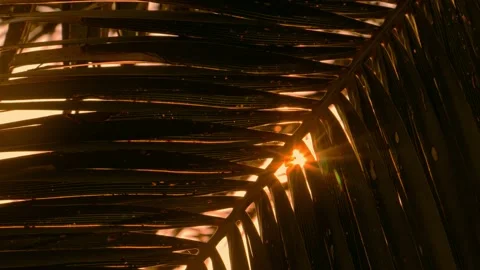 Sun shining through palm tree Video stock 133160811