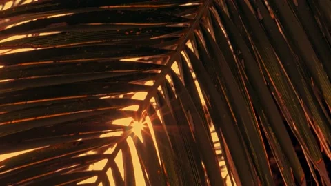 Sun shining through palm tree Vídeo Stock 133160833