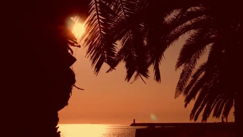 Sun shining through palm tree. Tropical sunset, tourism concept. Stock Footage 133164539