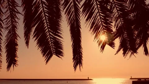 Sun shining through palm tree. Tropical sunset background. 動画素材 133164599