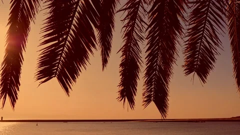 Sun shining through palm tree. Tropical sunset. Stockbeeldmateriaal 133164778