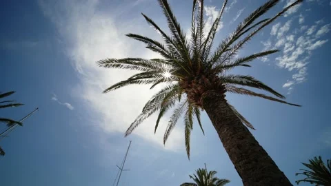 Sun shining through Palm tree branches, sunny clear blue Sky. Video stock 201412745